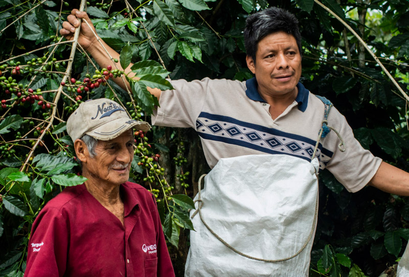 café con amor productores del tacaná