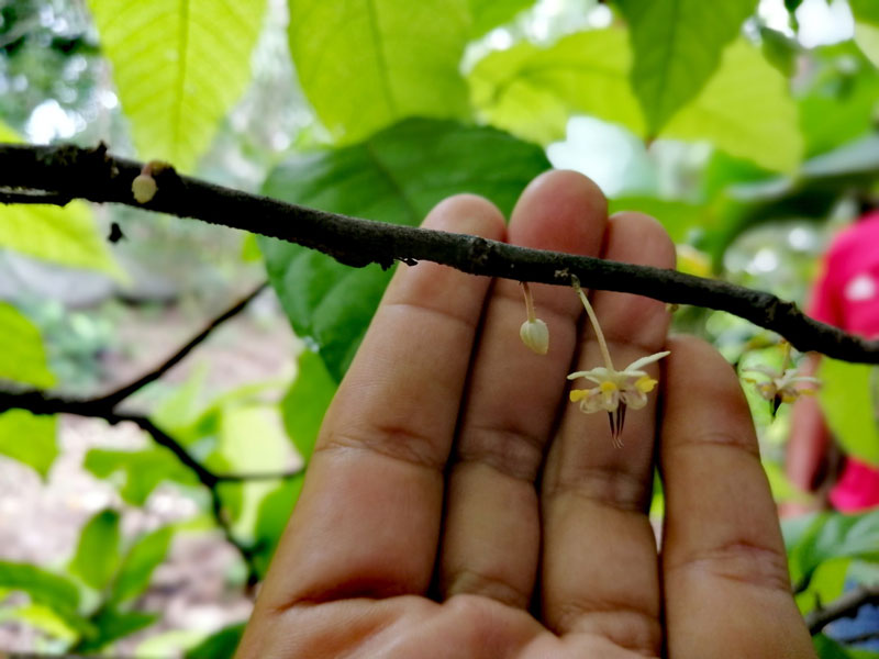 cacao sostenible