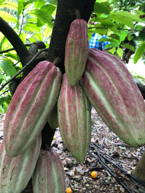 cacao mexicano