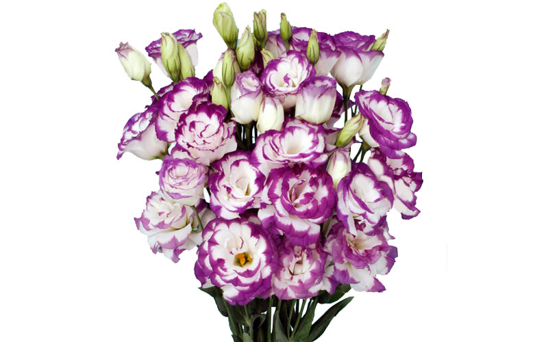 Eustoma