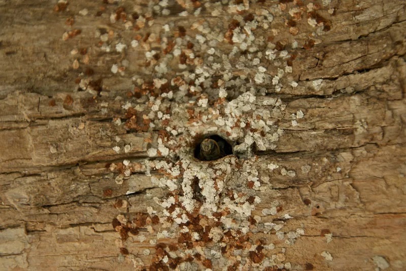 día mundial de las abejas