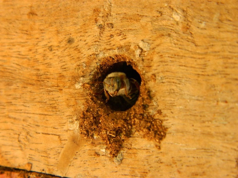 día mundial de las abejas