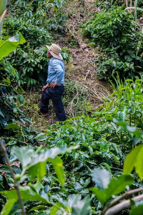 día mundial de las abejas