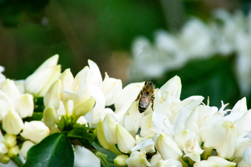 día mundial de las abejas