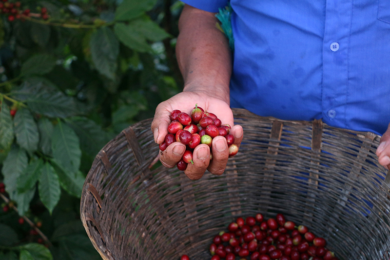 Conservación de la biodiversidad a través de tu taza de café