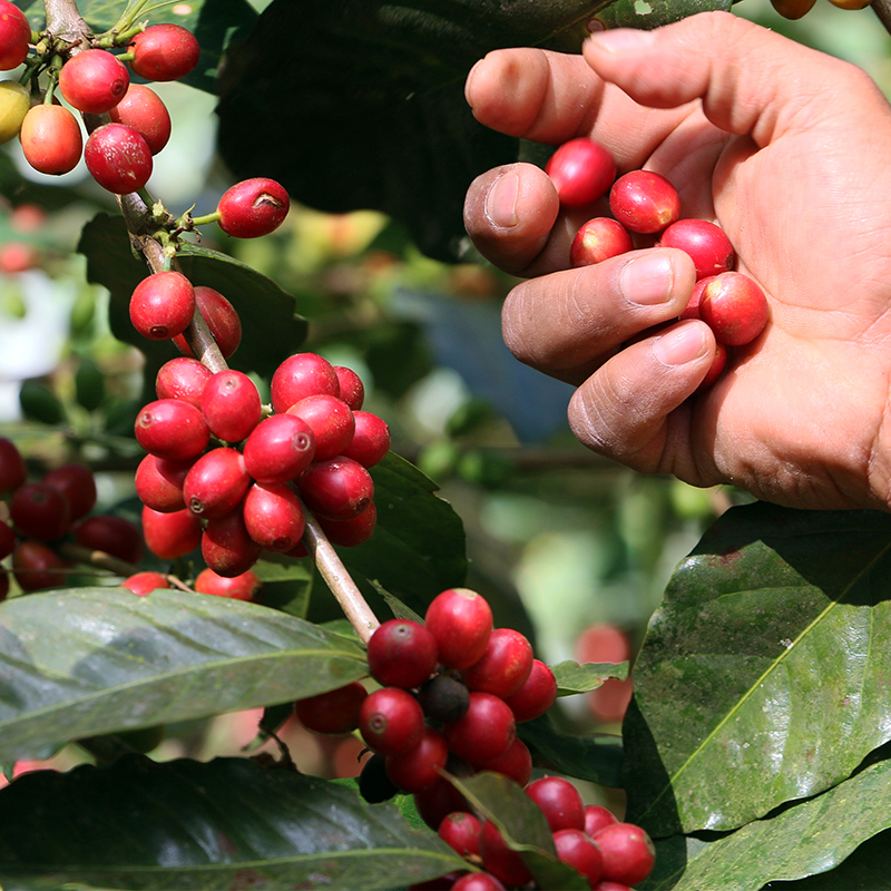 LA ORGANIZACIÓN (LO), ORGULLO OAXAQUEÑO EN TU TAZA DE CAFÉ