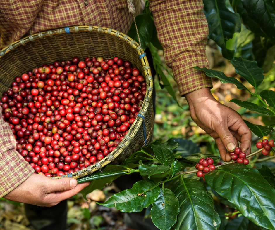 Sembrando sostenibilidad: Familias cafetaleras transforman Chiapas